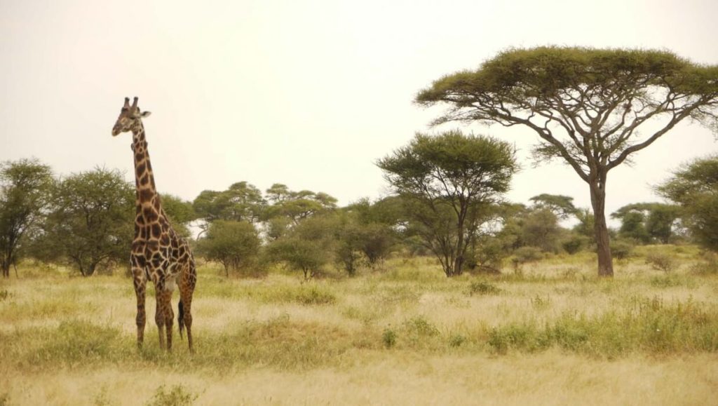 lone giraffe in the african safari