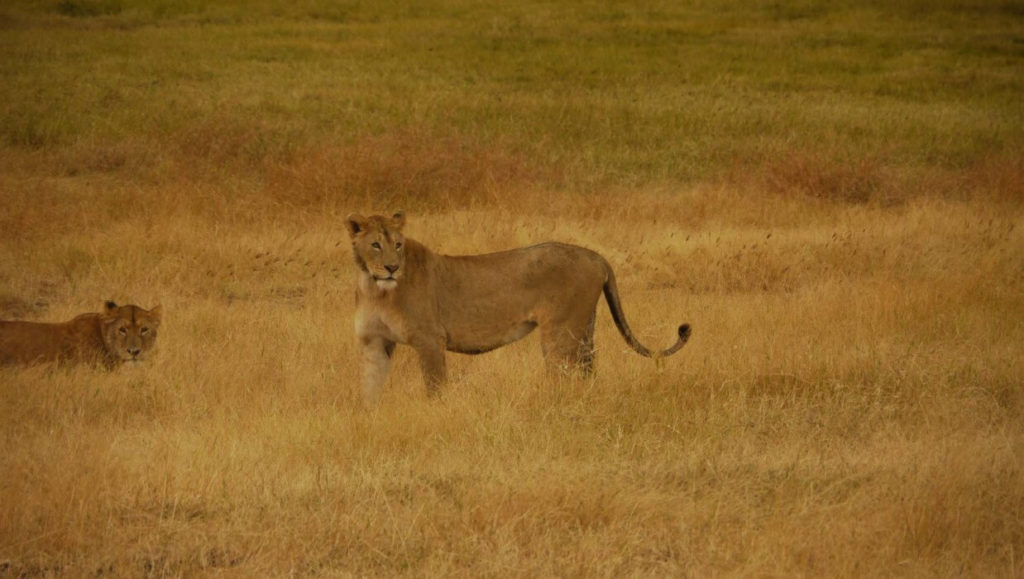two african lioness in the grass